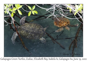 Galapagos Green Turtle & variation