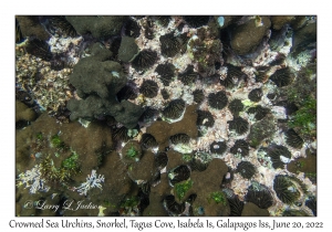 Crowned Sea Urchins