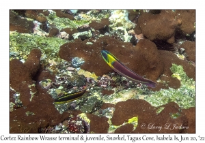 Cortez Rainbow Wrasses