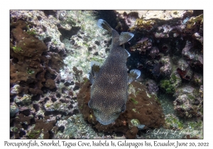 Porcupinefish