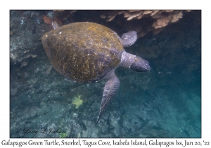 Galapagos Green Turtle