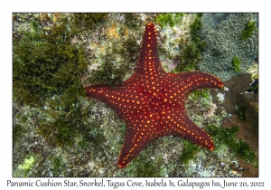 Panamic Cushion Star