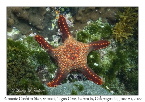 Panamic Cushion Star