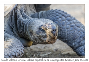 Alcedo Volcano Tortoise