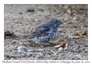 Medium Ground Finch female