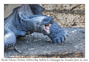 Alcedo Volcano Tortoise