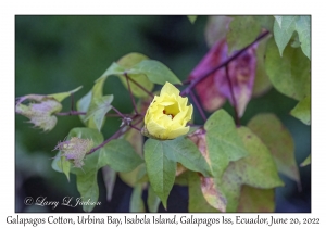 Galapagos Cotton