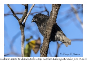 Medium Ground Finch male