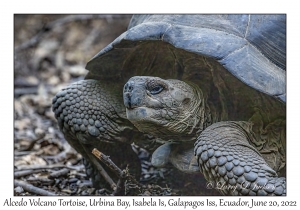 Alcedo Volcano Tortoise