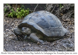 Alcedo Volcano Tortoise