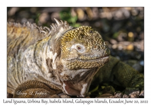 Land Iguana