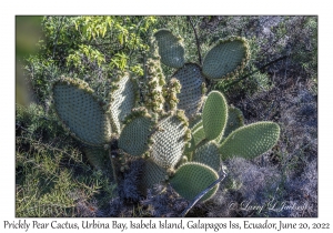 Prickly Pear Cactus