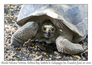 Alcedo Volcano Tortoise