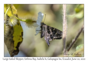 Large-tailed Skipper