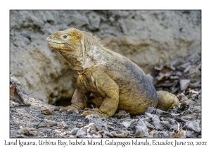 Land Iguana