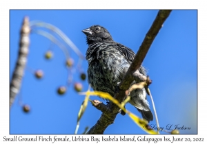 Small Ground Finch female