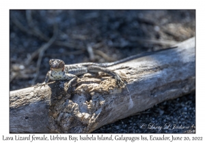 Lava Lizard female