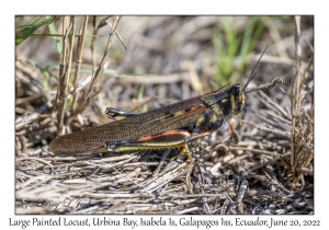 Large Painted Locust