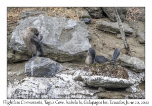 Flightless Cormorants