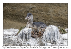 Flightless Cormorant