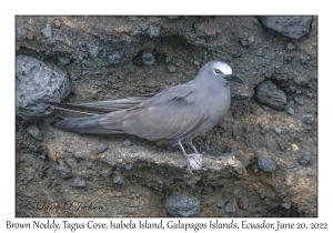 Brown Noddy