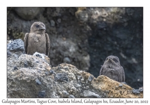 Galapagos Martins