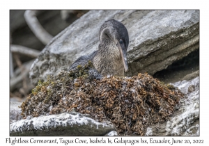 Flightless Cormorant