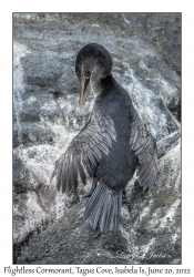 Flightless Cormorant