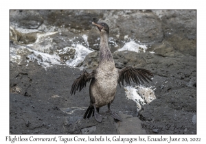 Flightless Cormorant