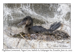 Flightless Cormorant