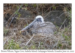 Brown Pelican