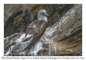 Blue-footed Bobby