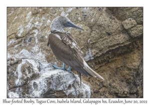 Blue-footed Bobby
