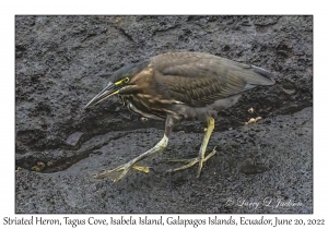 Striated Heron