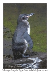 Galapagos Penguin