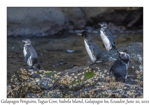 Galapagos Penguins