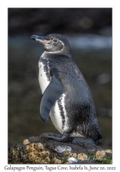 Galapagos Penguin