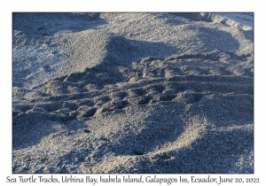 Sea Turtle Tracks