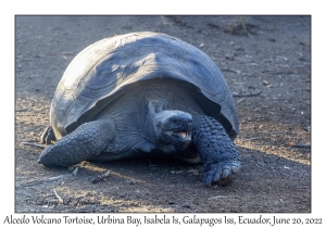 Alcedo Volcano Tortoise