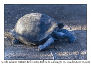 Alcedo Volcano Tortoise