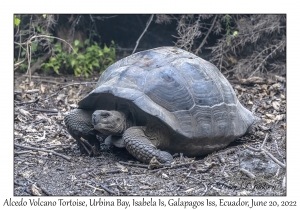 Alcedo Volcano Tortoise