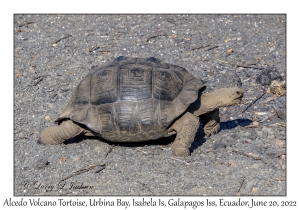 Alcedo Volcano Tortoise