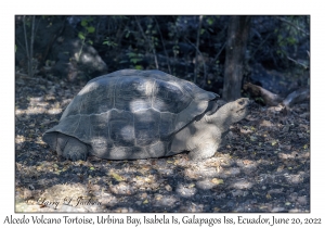 Alcedo Volcano Tortoise