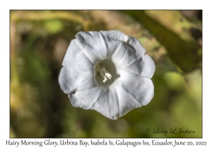 Hairy Morning Glory