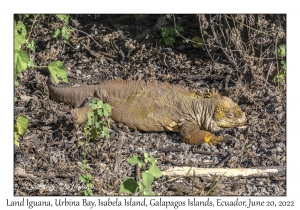 Land Iguana