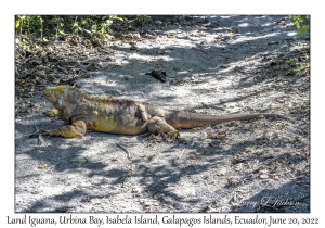 Land Iguana