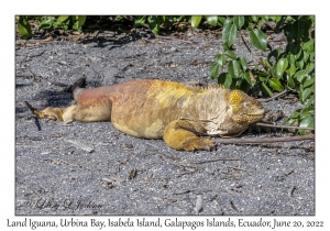 Land Iguana