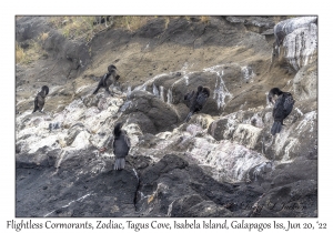 Flightless Cormorants