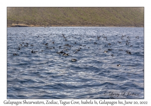 Galapagos Shearwater