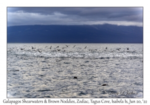 Galapagos Shearwaters & Brown Noddies